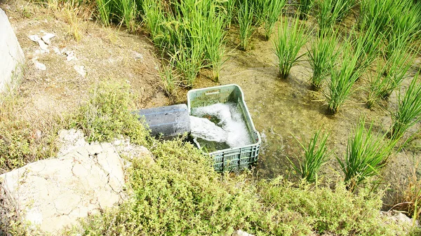 Kanalvanning for risbeplantning – stockfoto