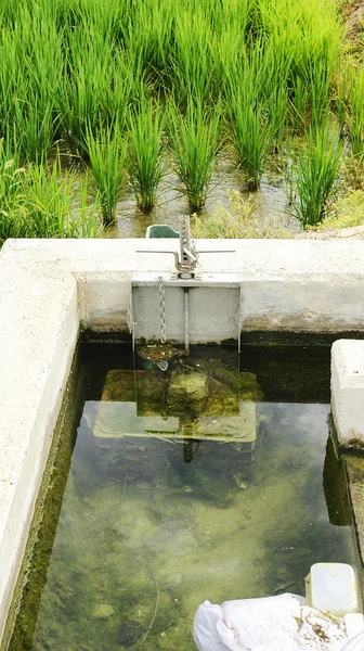 Kanalvanning for risbeplantning – stockfoto
