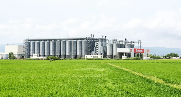Ris plantage i Ebrodeltat — Stockfoto