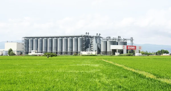 Rice plantation in the Ebro Delta — Stock Photo, Image