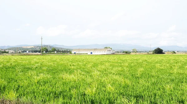 Pirinç plantasyon içinde ebro delta — Stok fotoğraf