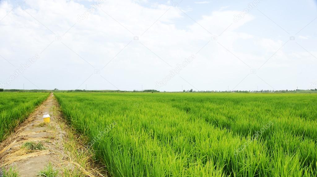 Rice plantation in the Ebro Delta