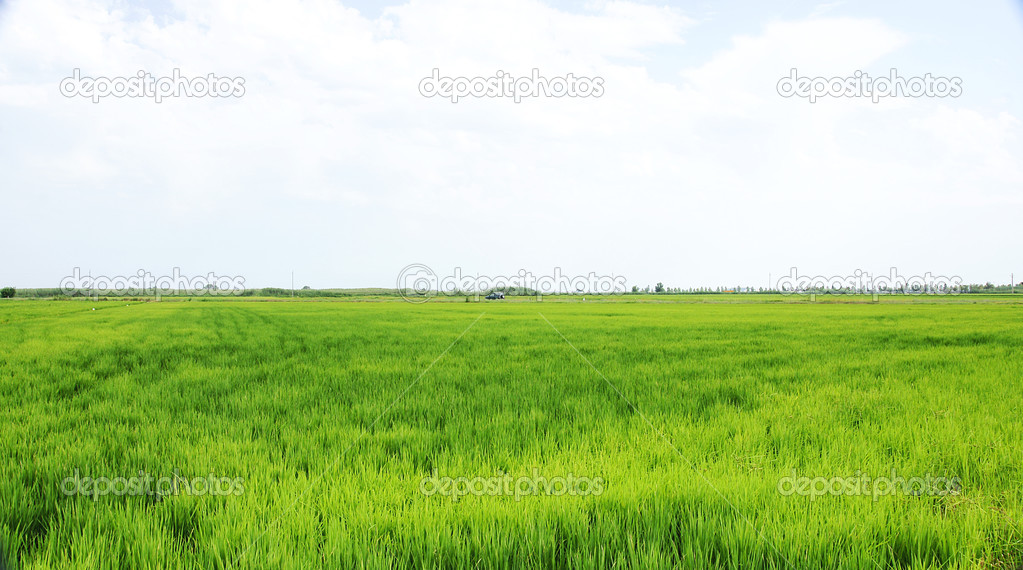 Rice plantation in the Ebro Delta