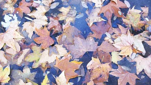 Dry leaves of autumn in Barcelona for backgrounds and textures — Stock Photo, Image