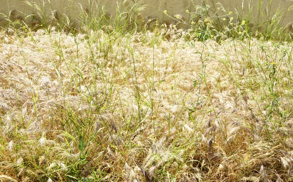 잡초를 응고 시킴 — 스톡 사진