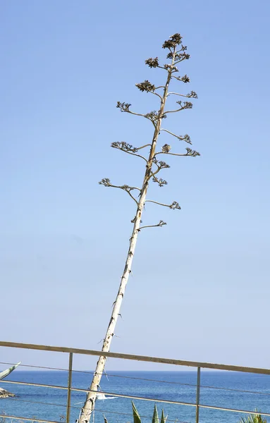 Lone Tree przy plaży — Zdjęcie stockowe