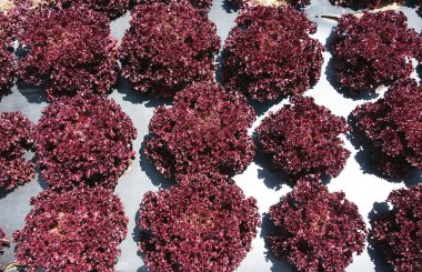 Meşe marul yaprağı