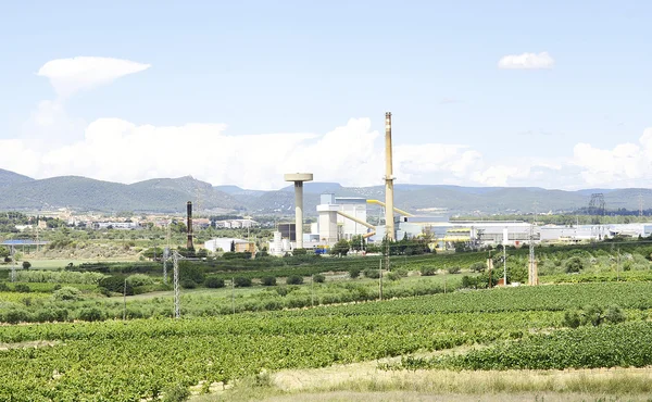 Campos de viñedos en Penedes, La Gornal , — Foto de Stock