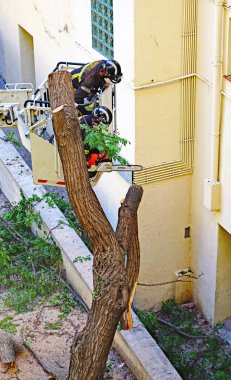İtfaiyeciler, Barselona, Katalunya, İspanya ve Avrupa 'daki bir binanın ön cephesinde devrilmiş bir ağacı kesiyor.