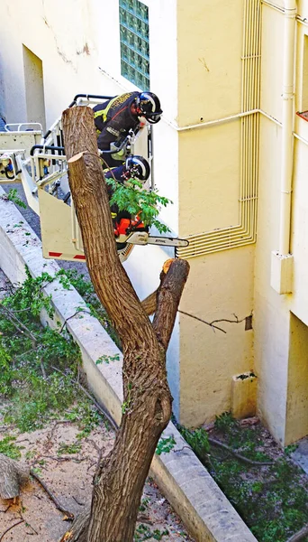 Firefighters Cutting Fallen Tree Facade Building Barcelona Catalunya Spain Europe — Stock Photo, Image