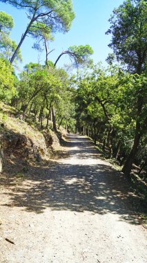Collserola Doğal Parkı, Barselona, Katalunya, İspanya, Avrupa 'daki Orman