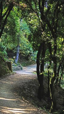 Collserola Doğal Parkı, Barselona, Katalunya, İspanya, Avrupa 'daki Orman