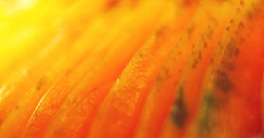 Beyaz arkaplanda mantar makrosu