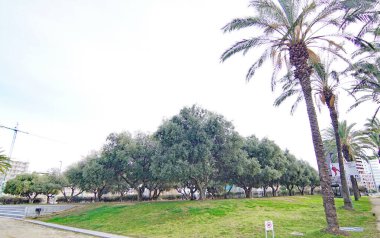 Katalonya Ulusal Tiyatrosu 'nun (TNC) Barselona, Katalunya, İspanya ve Avrupa' daki bahçelerinde zeytin ağaçları