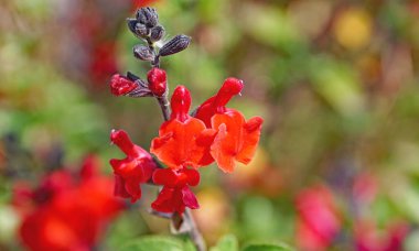 Katalunya, İspanya ve Avrupa 'da çeşitli renklerde çiçekler