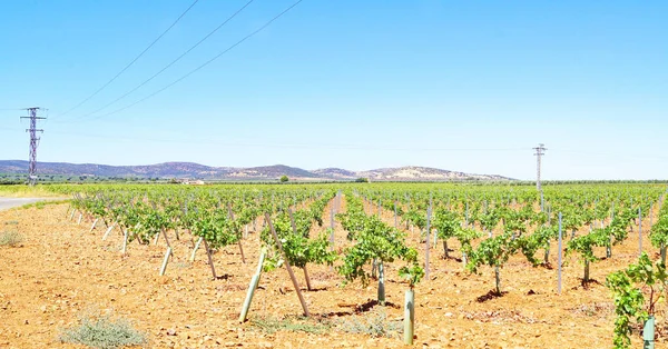 Vinodlingar Puerto Lapice Ciudad Real Castilla Mancha Spanien Europa — Stockfoto
