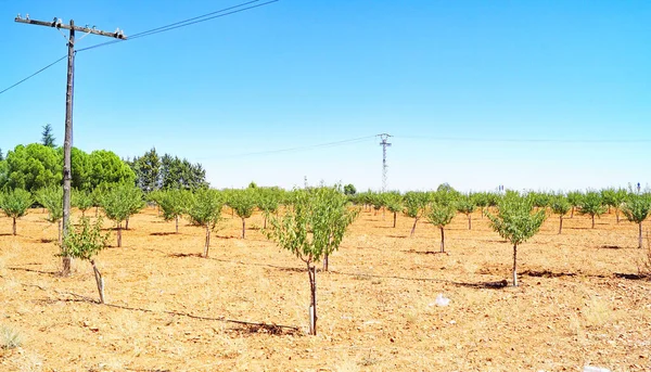 Winnice Puerto Lapice Ciudad Real Castilla Mancha Hiszpania Europa — Zdjęcie stockowe