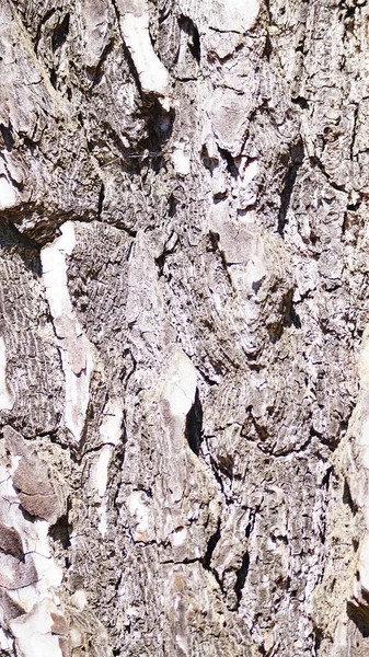 Casca Árvore Para Fundos Texturas — Fotografia de Stock