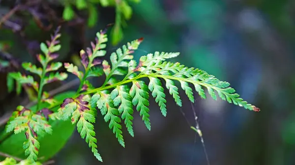 Felci Nel Parc Natural Collserola Barcellona Catalogna Spagna — Foto Stock