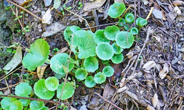 Sábanas Ombligo Venus Parc Natural Collserola Barcelona Cataluña España — Foto de Stock