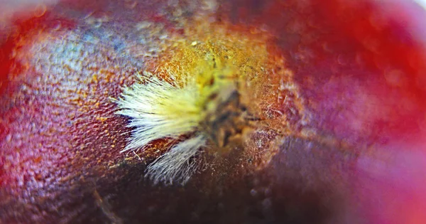 Macro Castanhas Assadas Sobre Fundo Branco — Fotografia de Stock