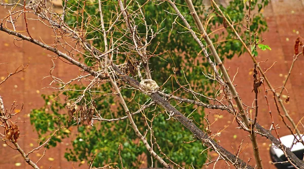 Pigeon Nest Tree Branch Barcelona Catalunya Spain Europe — 스톡 사진