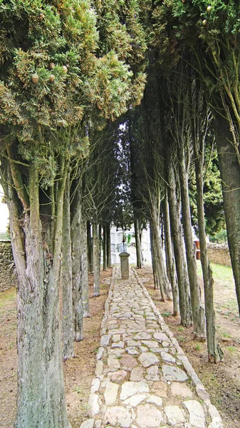 Row Cypresses Granera Cemetery Comarca Del Moyanes Barcelona Catalunya Spain — Fotografia de Stock