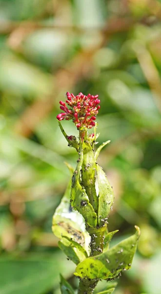 Flowers Various Colors Catalunya Spain Europe — Stockfoto