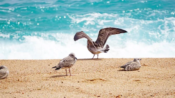 Mouettes Sur Plage Lloret Mar Gérone Catalogne Espagne Europe — Photo