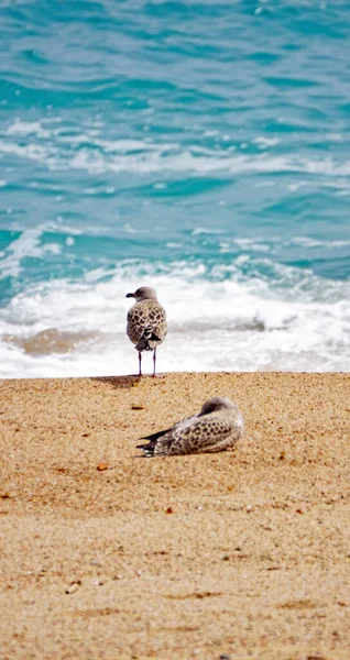 Meeuwen Het Strand Van Lloret Mar Girona Catalunya Spanje Europa — Stockfoto