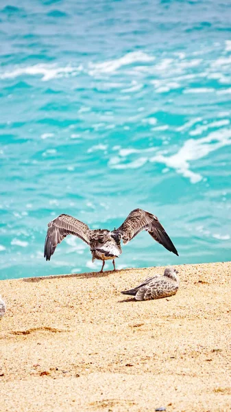 Mouettes Sur Plage Lloret Mar Gérone Catalogne Espagne Europe — Photo