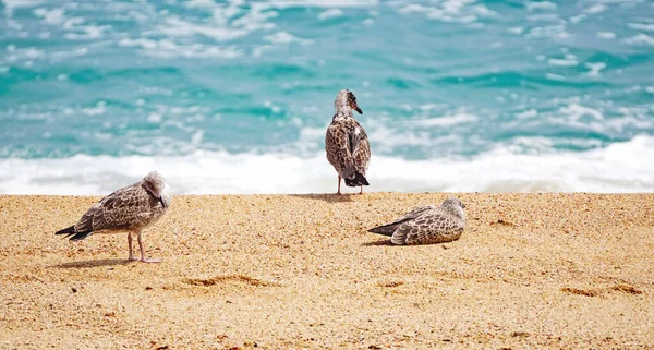 Meeuwen Het Strand Van Lloret Mar Girona Catalunya Spanje Europa — Stockfoto