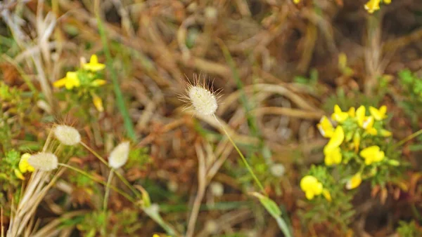 Flower Delta Del Llobregat Prat Del Llobregat Barcelona Catalunya Spain — Stok fotoğraf