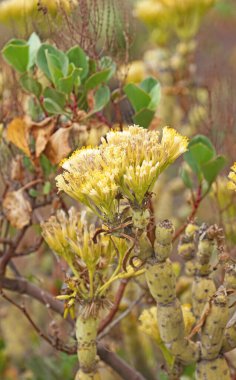 El Hierro Adası, Santa Cruz de Tenerife, Kanarya Adaları, İspanya, Avrupa
