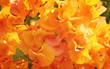 Morro Jable, Fuerteventura, Kanarya Adaları, İspanya, Avrupa sahillerinde bitki ve çiçekler