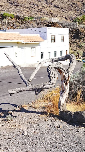 Twisted Trunk Tree Lanzarote Canary Islands Spain Europe — Stock Photo, Image