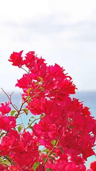 Plantas Flores Playa Morro Jable Fuerteventura Islas Canarias España Europa —  Fotos de Stock