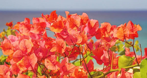 Plantas Flores Playa Morro Jable Fuerteventura Islas Canarias España Europa —  Fotos de Stock