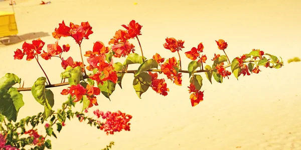 Plantas Flores Playa Morro Jable Fuerteventura Islas Canarias España Europa —  Fotos de Stock