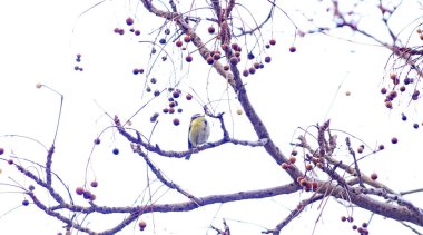 Delta del Llobregat, El Prat del Llobregat, Barcelona, Catalunya, İspanya, Avrupa 'da bir dalda kuş..  