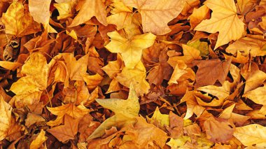 Arkaplan ve dokular için kuru yapraklar