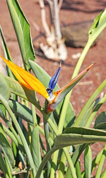 Pássaro Paraíso Flor Estrelitzia Jardim Lanzarote Ilhas Canárias Espanha Europa — Fotografia de Stock