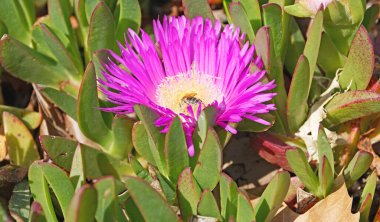 Katalunya, İspanya ve Avrupa 'da çeşitli renklerde çiçekler