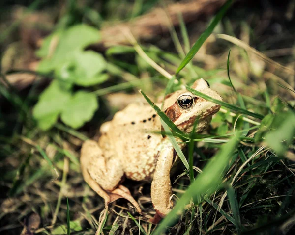 Carpathian frog hiding in the grass — Stock Photo, Image