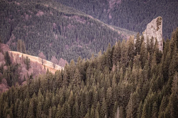 Vahşi Karpat orman yüksek kaya kılıç — Stok fotoğraf