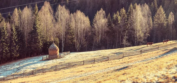 Kor betar på sluttningarna av Karpaterna — Stockfoto
