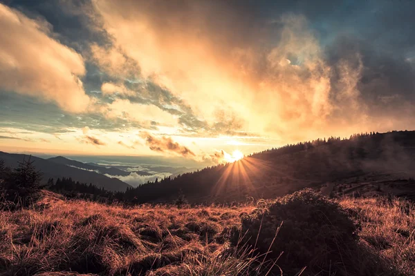 Jalovec při západu slunce v horách — Stock fotografie