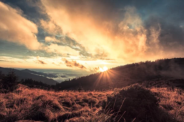 Кущ Джуніпер на заході сонця в горах Ліцензійні Стокові Зображення