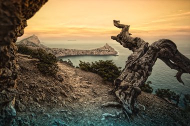 Deniz kenarında dağlarda ölü ağaçlar