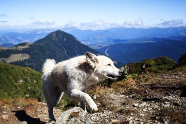 Karpatlar dağlarda çoban köpeği asistanı